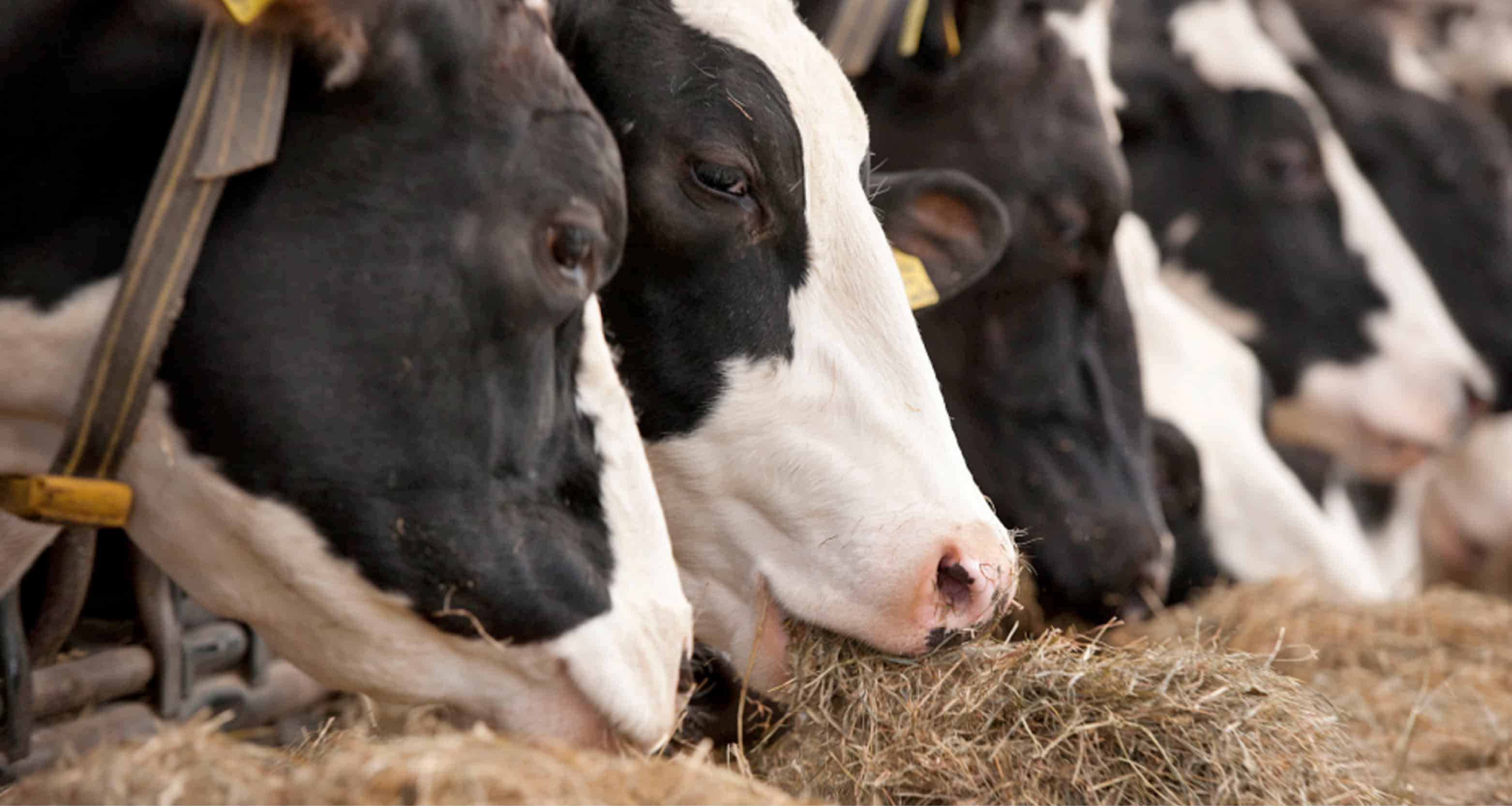 Precision Feeding In Cattle Pancosma